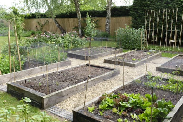 How to Fix Raised Beds That Dry Out Too Quickly
