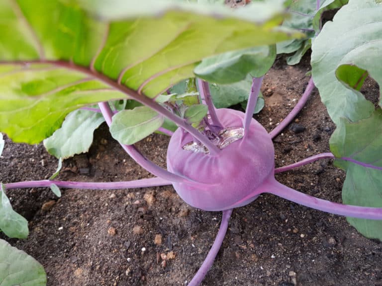 Why Transplanting Your Kohlrabi Is Better Than Direct Sowing It