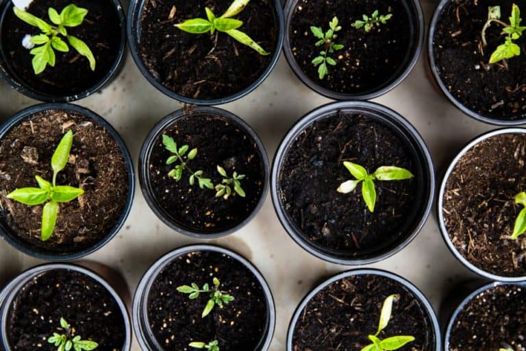 How to Keep Seedlings From Dying: 10 Mistakes to Avoid