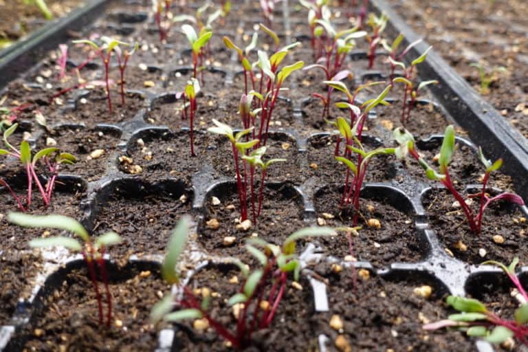Troubleshooting Leggy Beetroot Seedlings That Fall Over