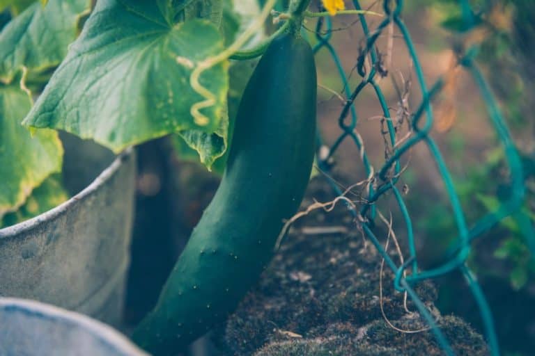 A Complete Guide To Pruning Cucumbers (Suckers & Flowers)