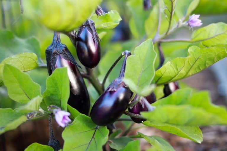 6 Reasons Why Your Eggplants Aren’t Producing Fruit