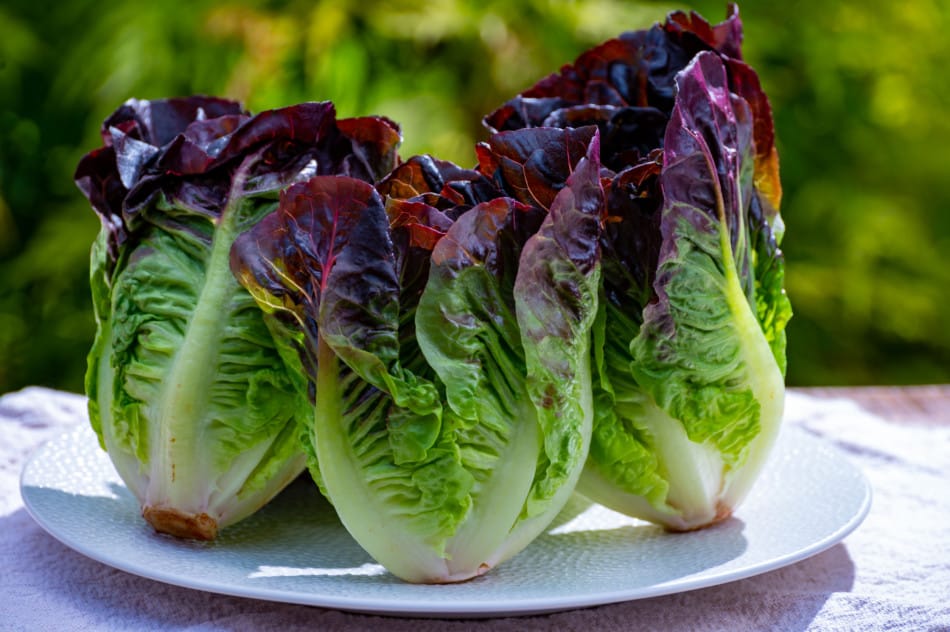 Can You Grow Lettuce in the Shade?