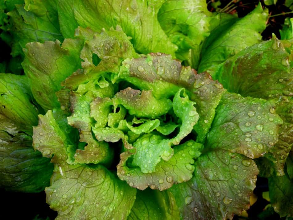 Will Lettuce Regrow Once Cut? 3 Ways to Harvest Lettuce – Tiny Garden Habit