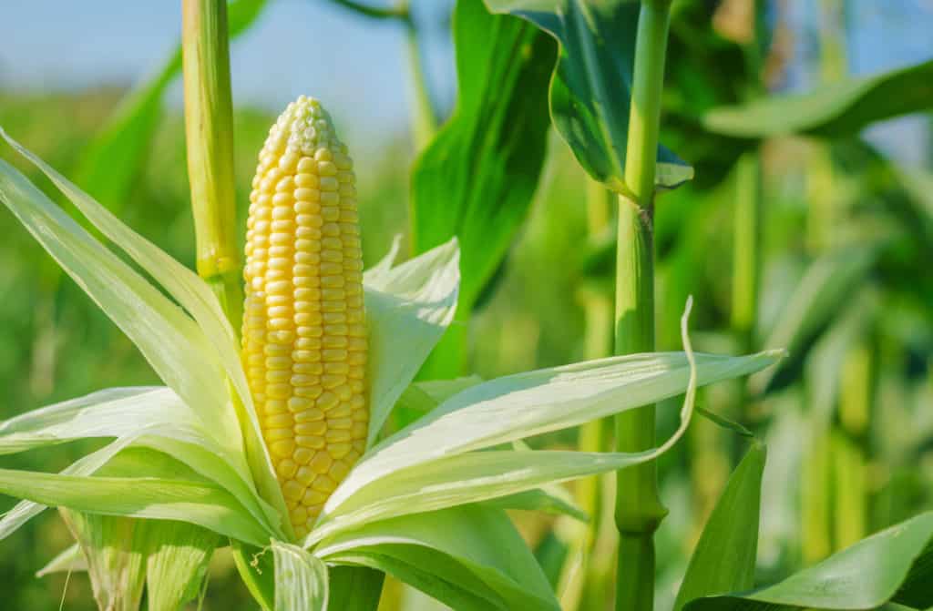 How To Grow Corn in a Tiny Garden
