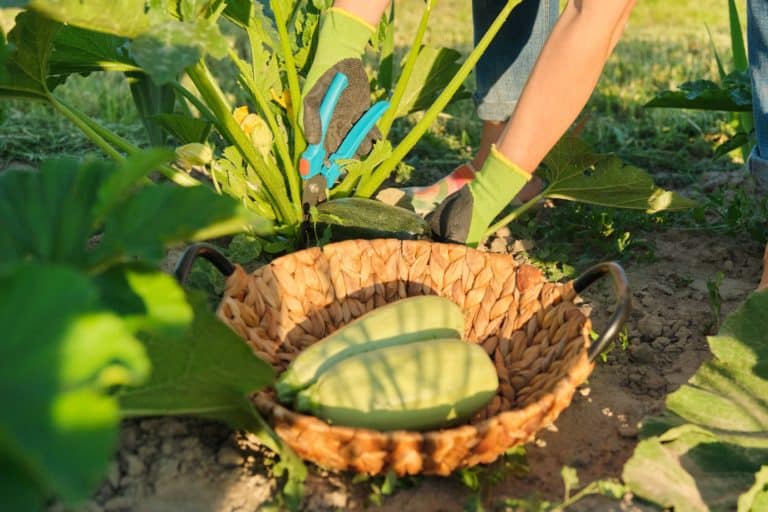 When Are Zucchini Ready to Pick? Our Top Harvesting Tips