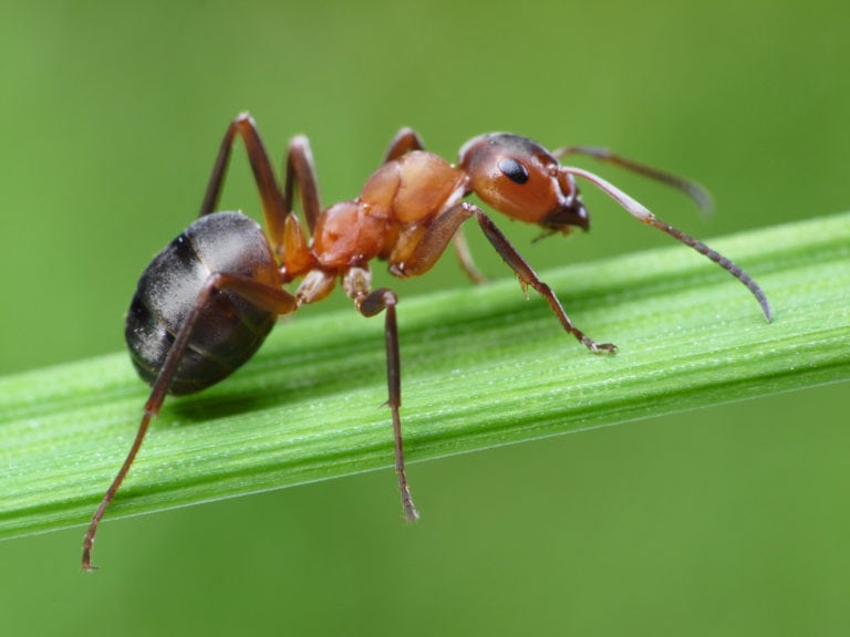 Ants in Your Garden: The Good, the Bad and the Ugly