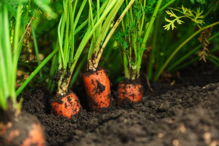 Germinate & Grow Carrots in Hot Weather Using This Simple Trick