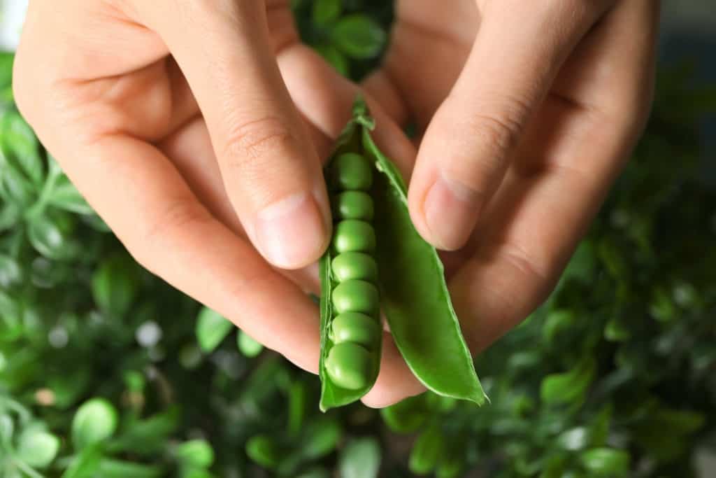 Harvesting Peas: How to Know When Theyre Ready?