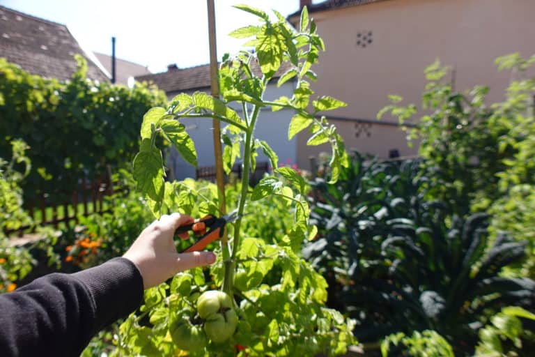 A Guide to Topping Tomato Plants: How, When, and Why?