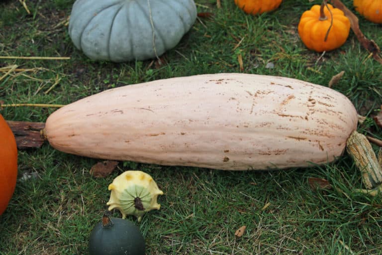 Pink Banana Squash – The Ultimate Growing Guide