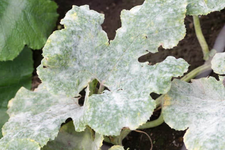Can You Compost Powdery Mildew Leaves?