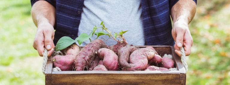 Ultimate Guide To Sweet Potato Container Gardening