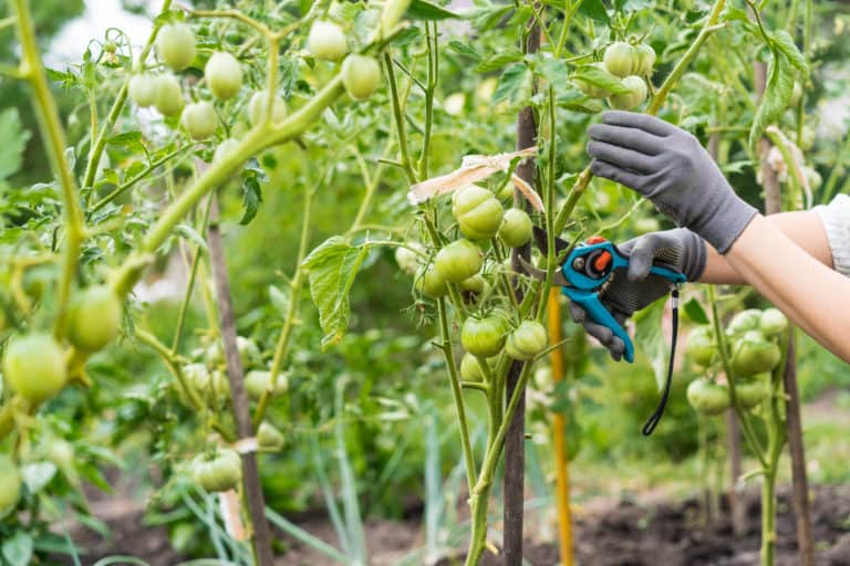How Often Should You Prune Your Tomato Plants?