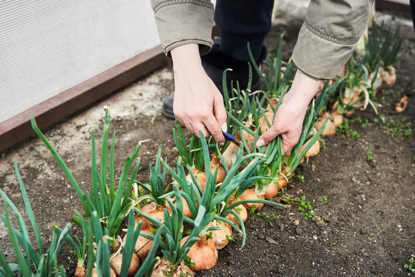 Topping Onions and Other Tricks for Bigger Bulbs