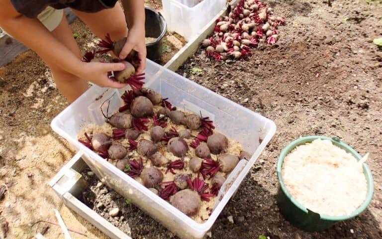 How to Store Fresh, Firm Beets for Winter