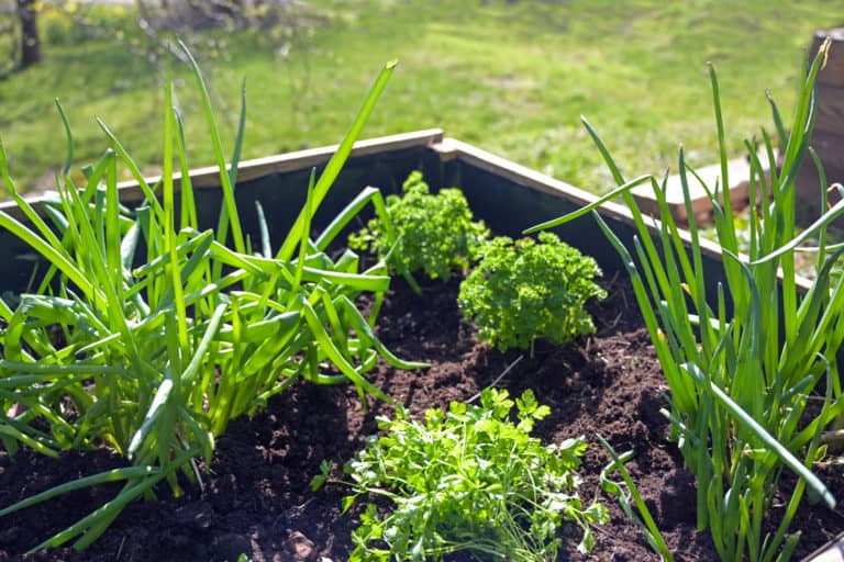A Beginner’s Guide to Growing Bunching Onions