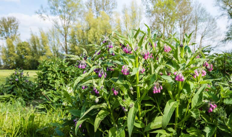 Just How Invasive Is Comfrey? And How to Control It
