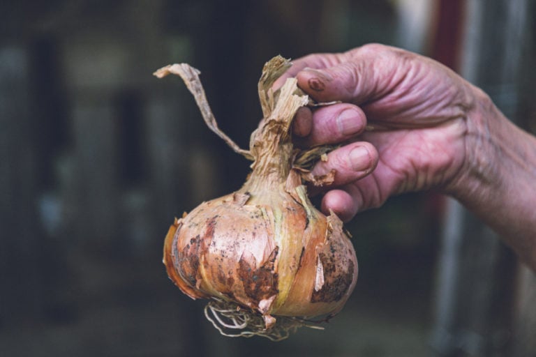 Topping Onions and Other Tricks for Bigger Bulbs