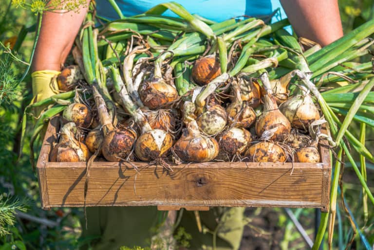 When Are Onions Ready for Harvest? Your Questions Answered