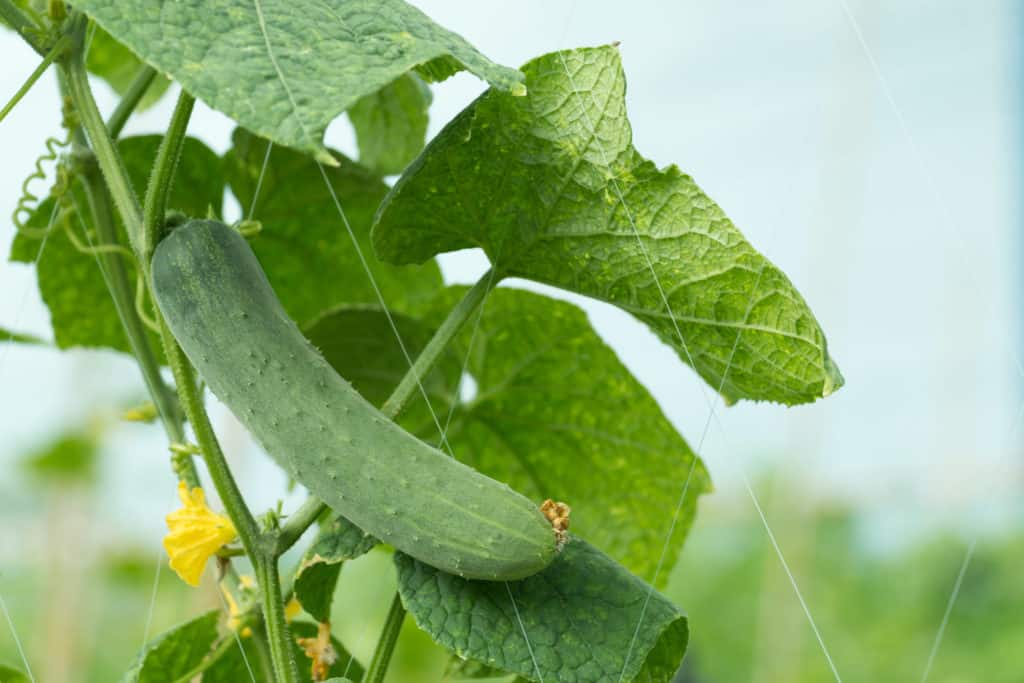 Burpless Cucumbers - 7 Things You Should Know - Tiny Garden Habit