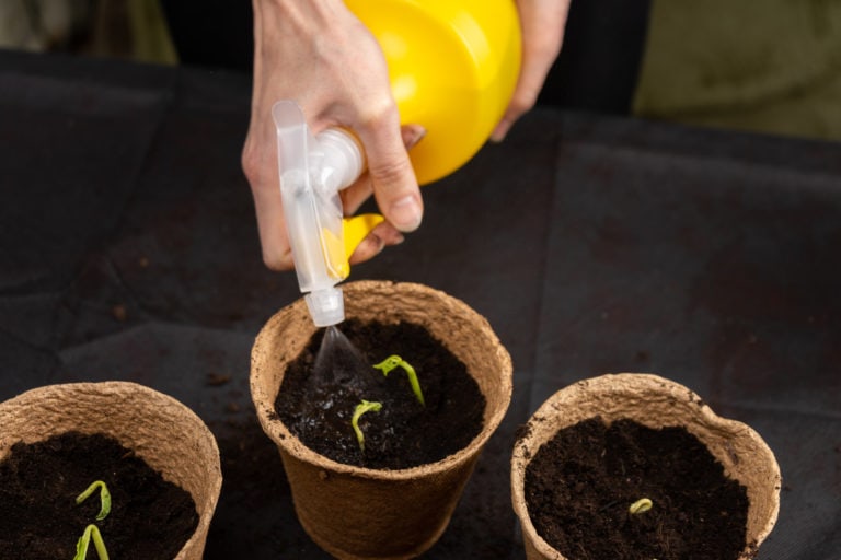 Watering Indoor Seedlings: When & How Often