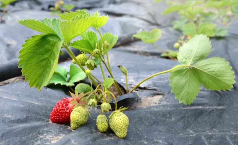 Best 10 Mulches To Use On Your Strawberry Beds