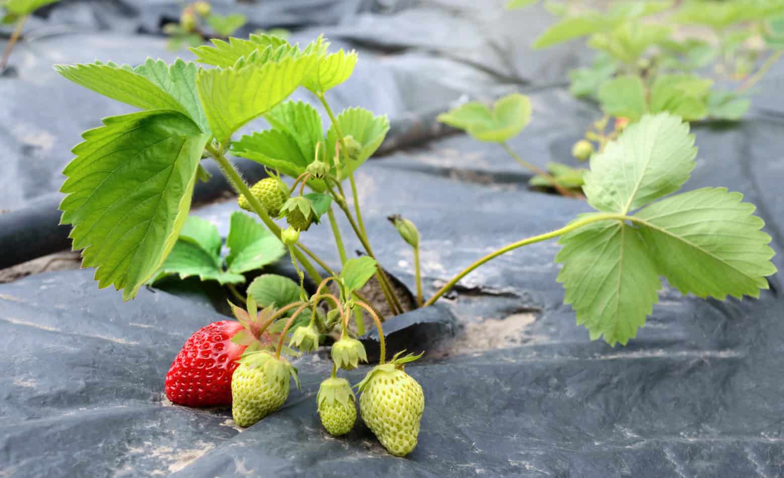 Image of Gravel mulch for strawberries