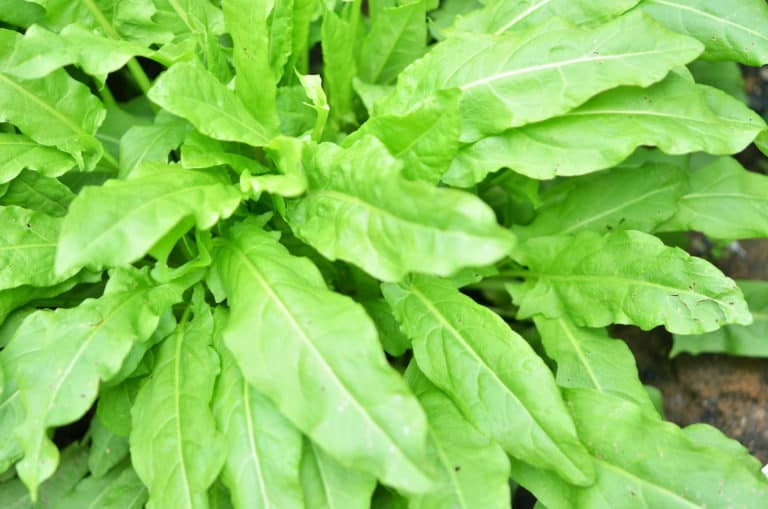 Growing Sorrel – 12 Facts You Should Know