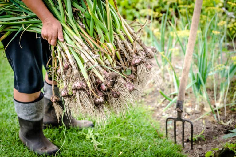 When to Harvest Garlic – Perfect Timing for Each Variety