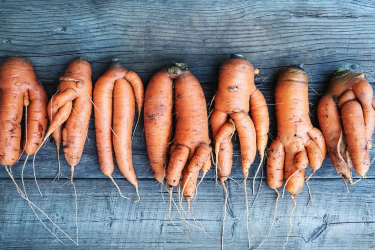 Why Do Carrots Fork? Tips for Growing Perfect Carrots