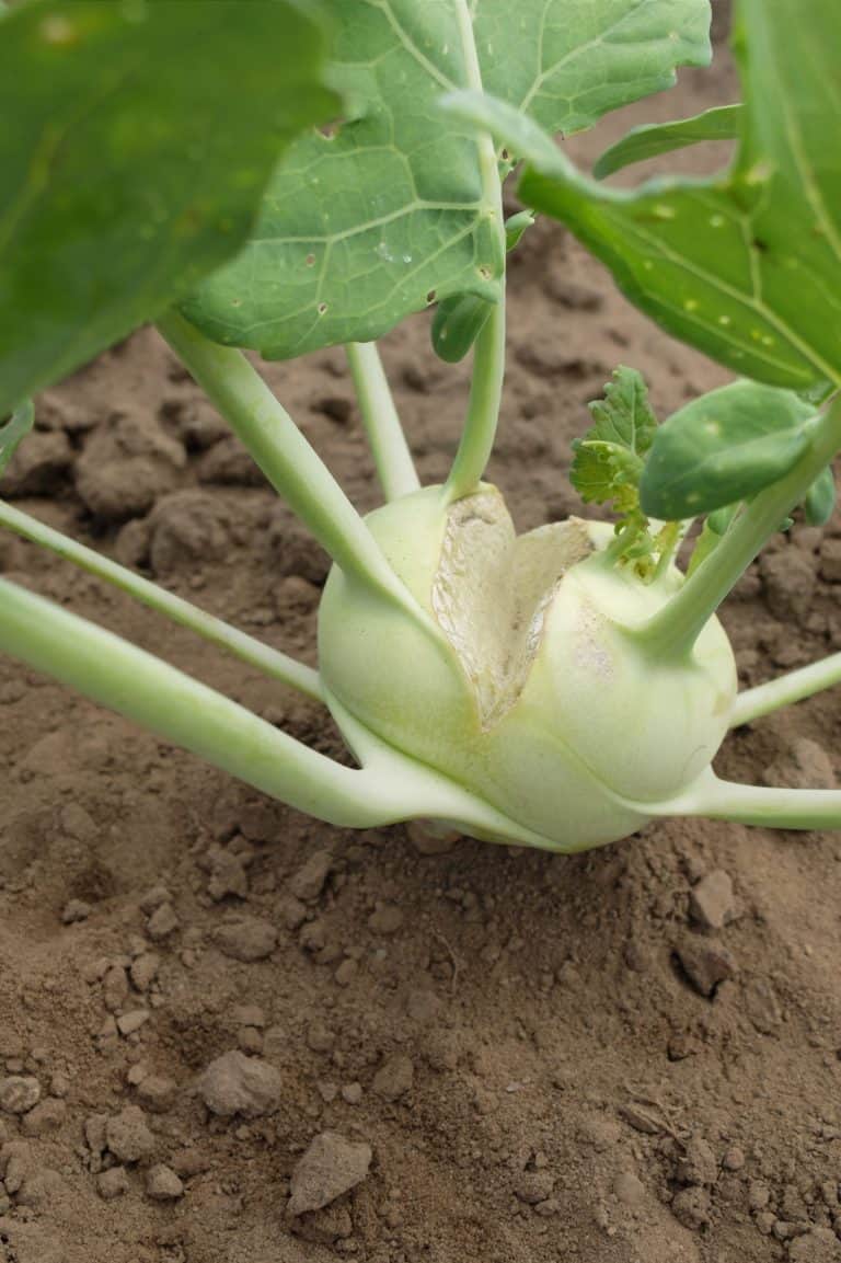 Kohlrabi Splitting: Why Does It Happen and What Can You Do?