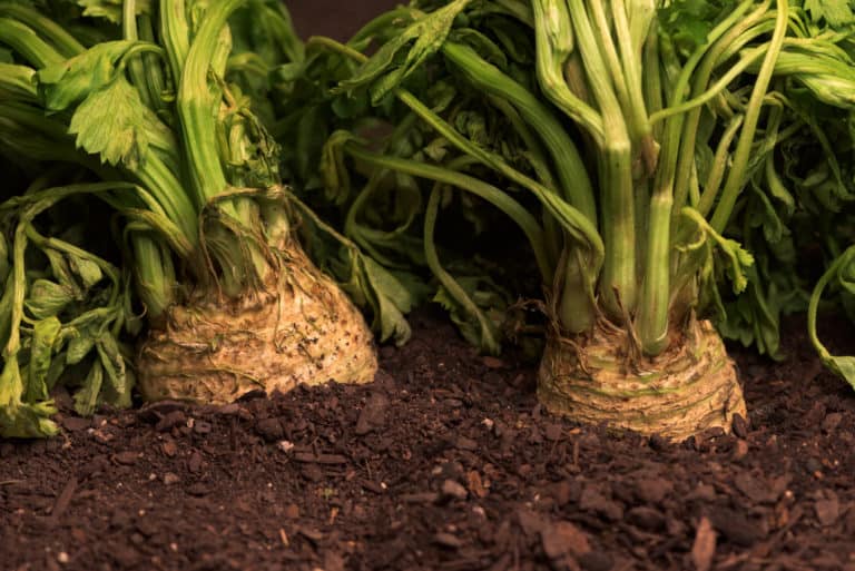 Celeriac Too Small? Try These Tips to Help It Swell