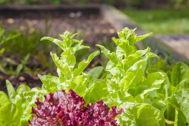 Why Is Lettuce Growing Tall? Bolting Explained