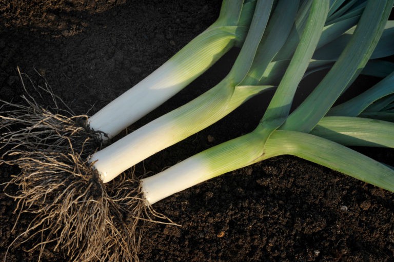 How to Grow Big (Or Giant) Leeks With Long, White Stems