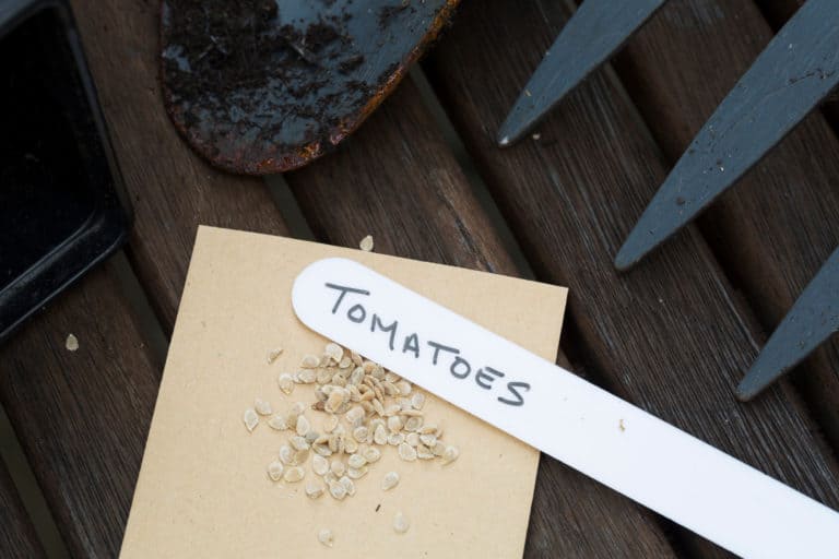 Old Tomato Seeds: How Long Do They Last & How to Revive Them?