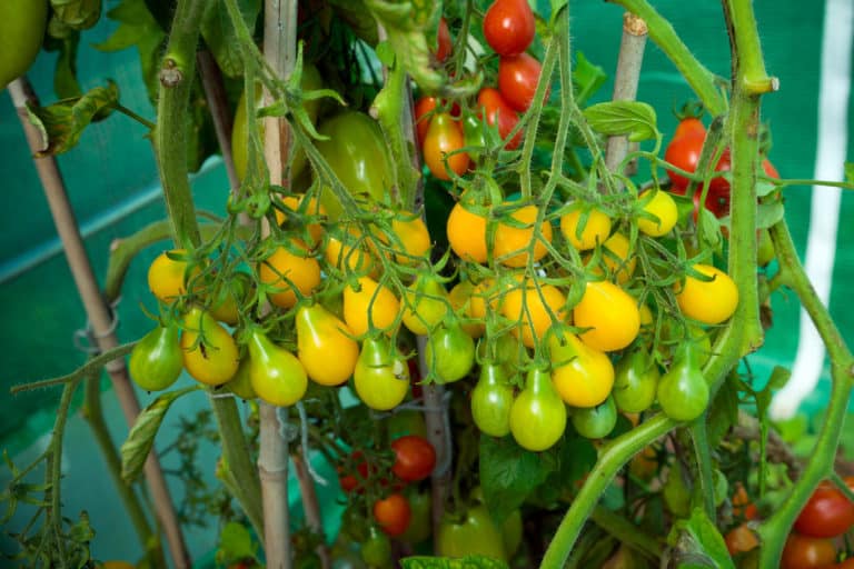 How to Prune Cherry Tomatoes? Ultimate Pruning Guide