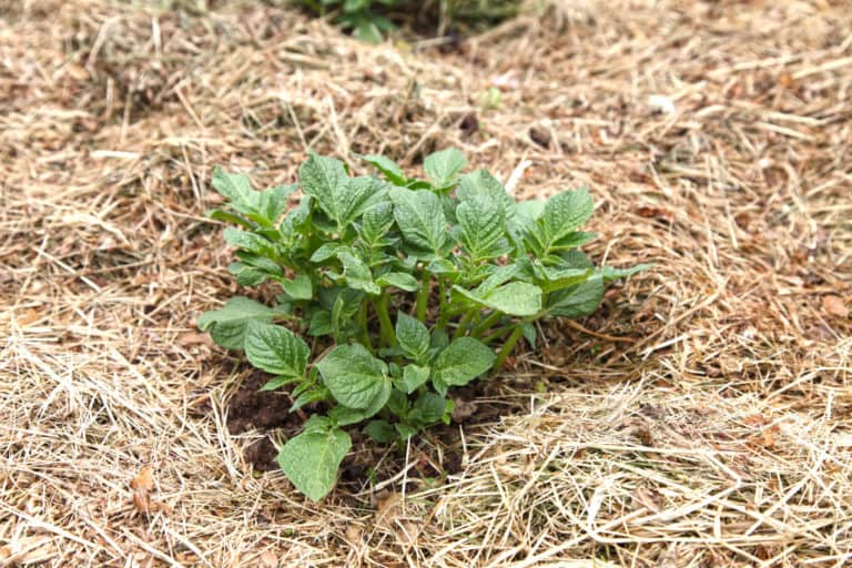 How to Grow No-Dig Potatoes – 4 Methods to Choose From
