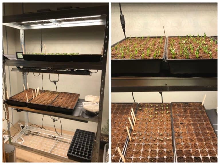 How to Keep Seedlings Warm in a Cold Basement