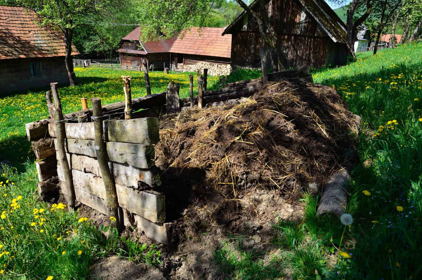 Can You Use Old Cow Manure In The Garden 