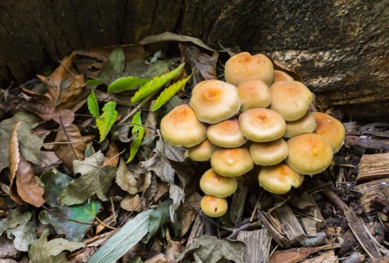 Mushrooms Growing in Raised Beds – Should You Be Worried?
