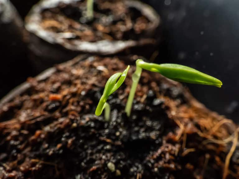 Pepper Seeds Not Germinating? This Might Be Why
