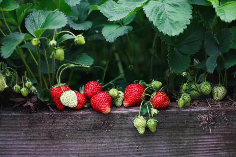 5 Reasons Your Homegrown Strawberries Aren’t Sweet Enough