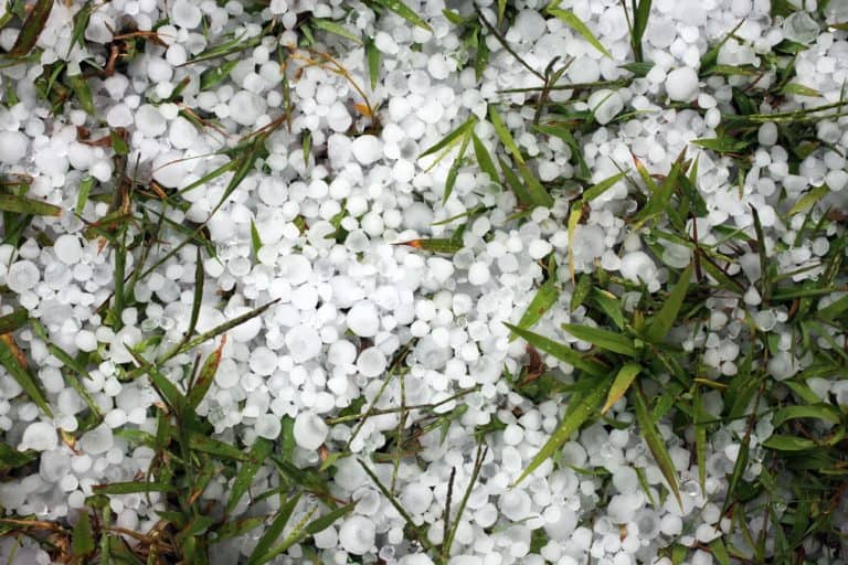 How to Protect Your Small Garden From Hail