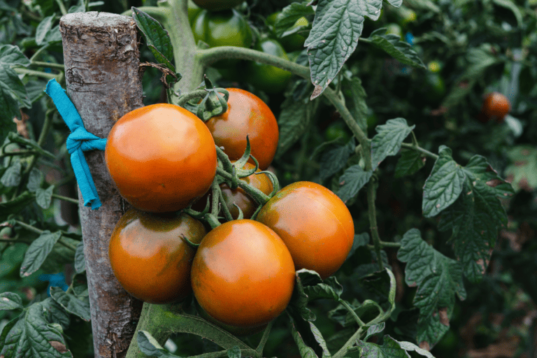 How Many Tomatoes Per Plant, Per Season