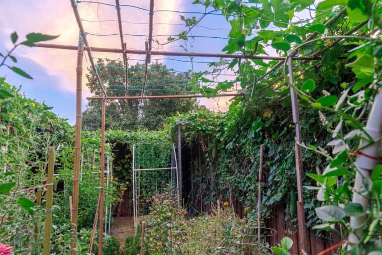 Which Direction Should Your Trellises Face?