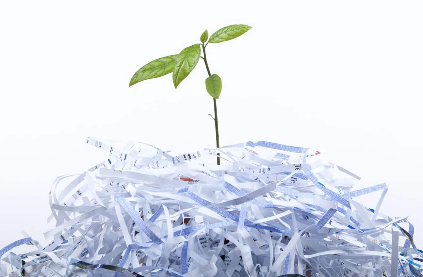 Using Shredded Paper The Top 5 Ways to Use Shredded Paper in the Garden
