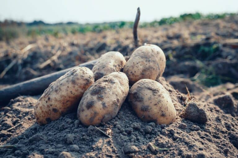 Will Frost Damage Your Potatoes? How to Protect Your Harvest