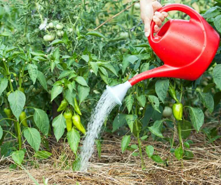 How Long Can Peppers Go Without Water? Tips for Every Stage