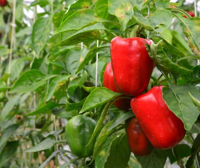 Do Pepper Plants Need Support? Why Your Plants May be Falling Over